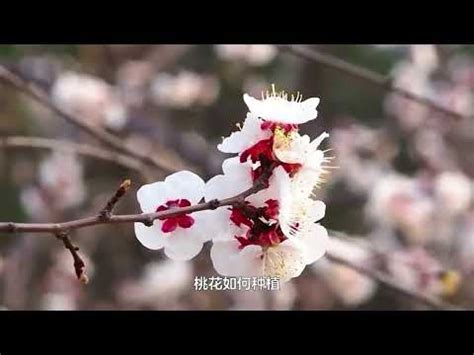 種桃花風水|風水招桃花植物禁忌 開運祕訣整理 